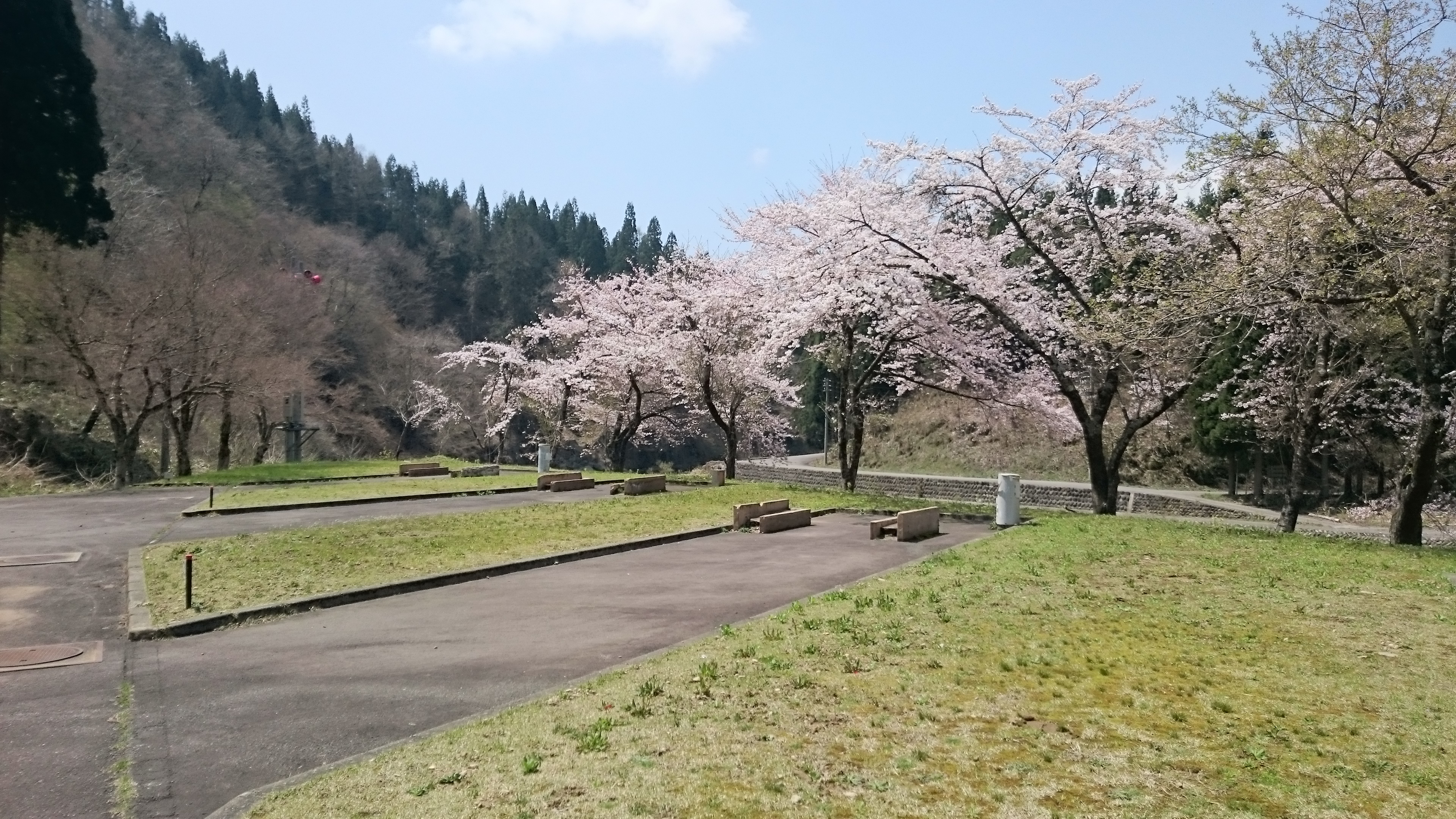 前坂キャンプ場 桜キャンプ楽しめますよ 前坂キャンプ場